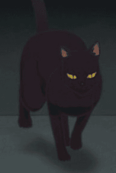 Кот